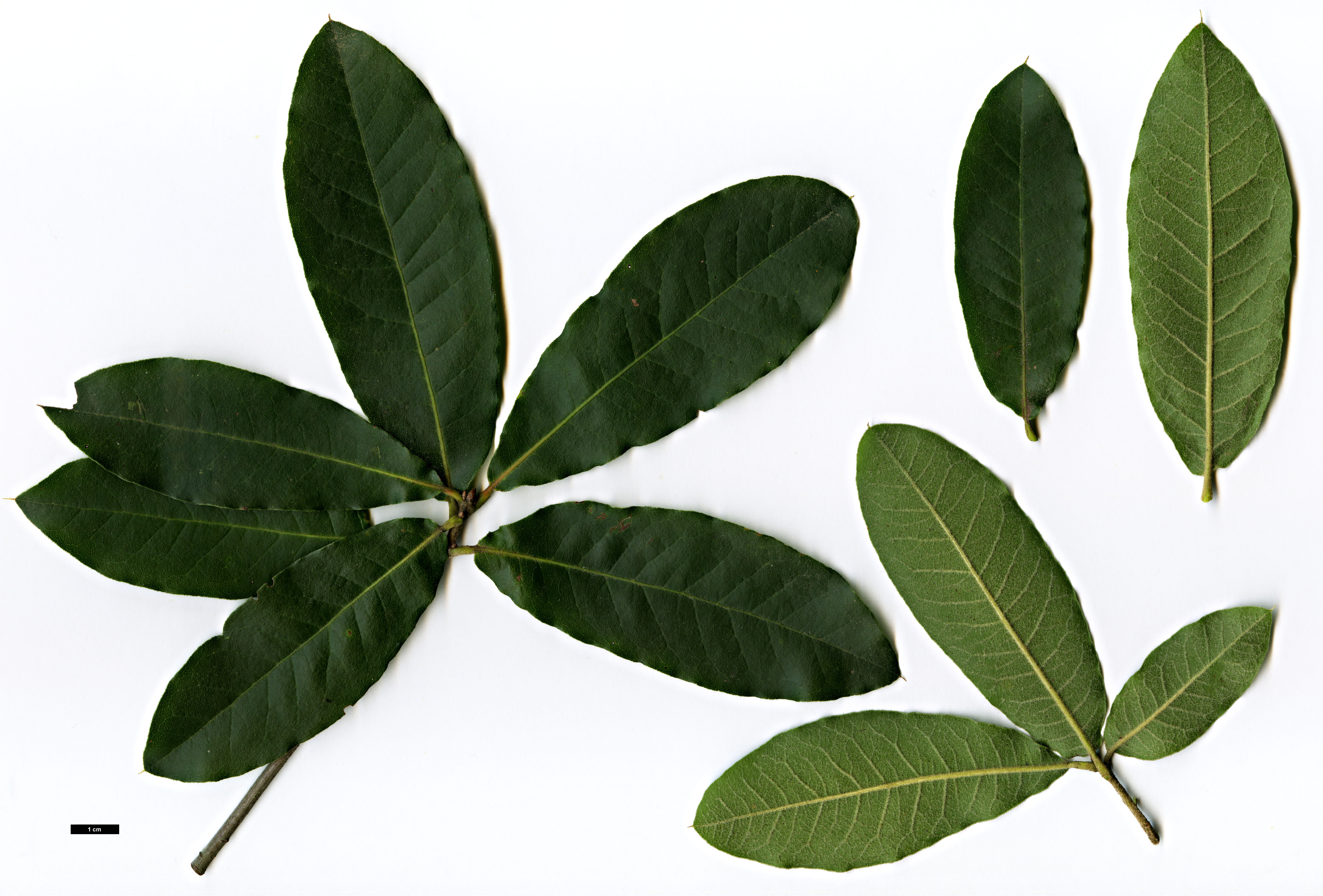 High resolution image: Family: Fagaceae - Genus: Quercus - Taxon: crispipilis 